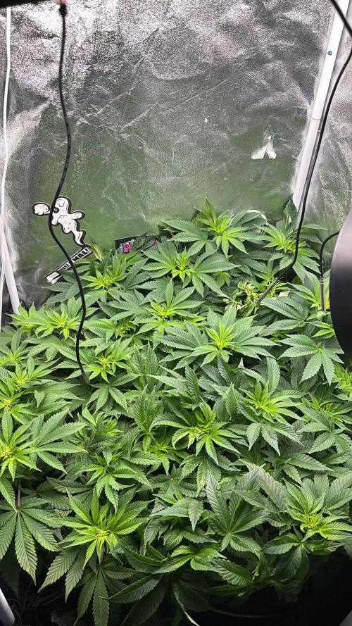 Rose Soda by AnesiaSeeds. Week 7