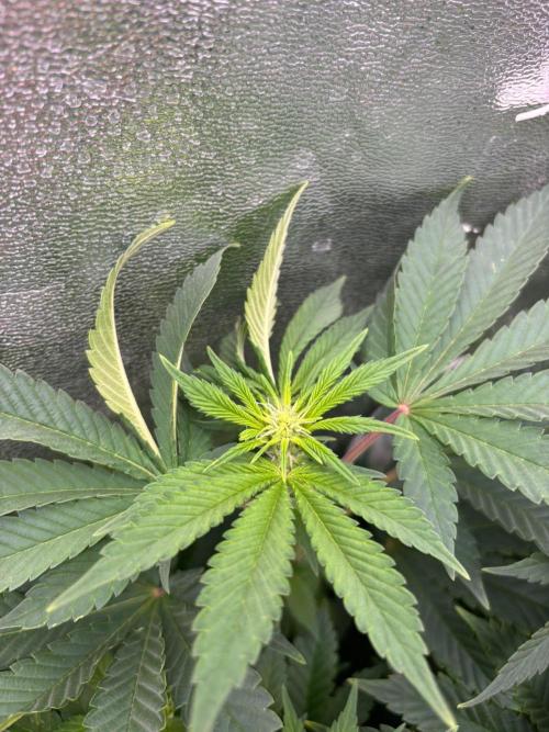 Rose Soda by AnesiaSeeds. Week 7
