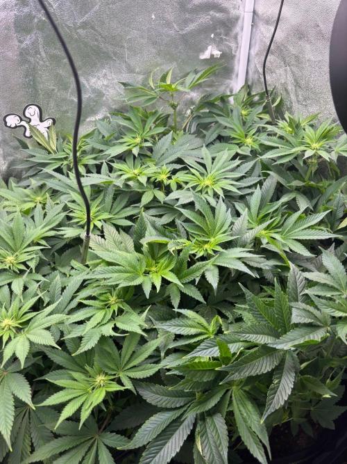Lite 0.6m² Grow Tent. Week 7