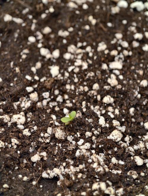 First Grow - Orion F1 Hybrid Auto x2. Week 0 - Sprout #1R