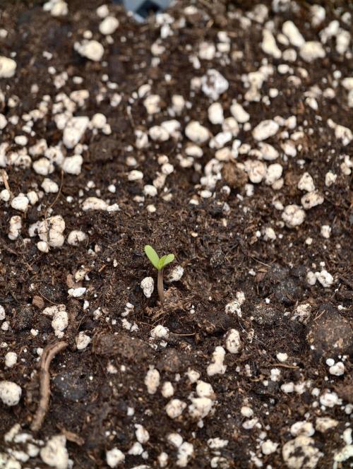 First Grow - Orion F1 Hybrid Auto x2. Week 0 - Sprout #2L