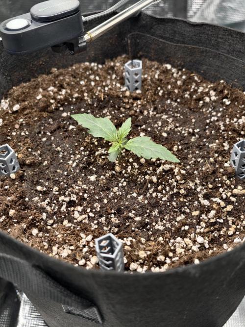 First Grow - Orion F1 Hybrid Auto x2. Week 1 - Seedling #1R