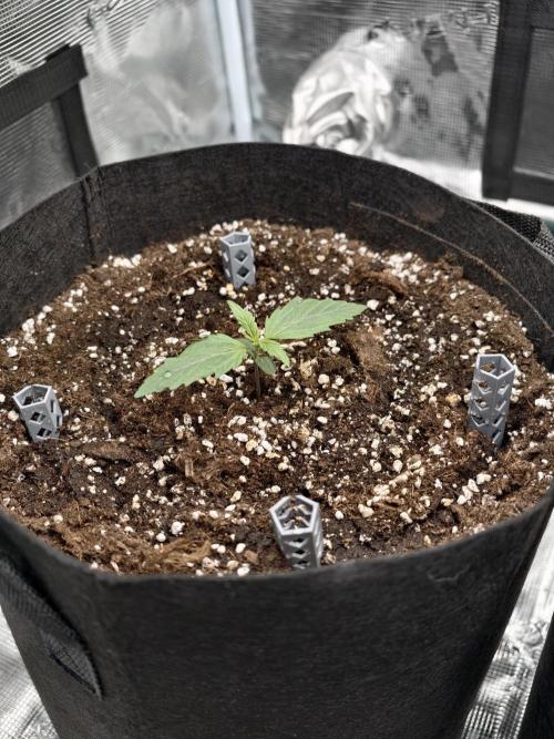 First Grow - Orion F1 Hybrid Auto x2. Week 1 - Seedling #2L