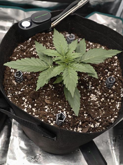 First Grow - Orion F1 Hybrid Auto x2. Week 2 - #1R