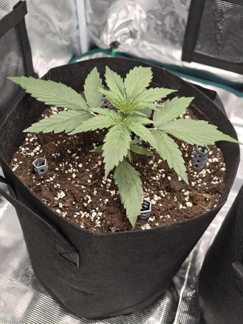 First Grow - Orion F1 Hybrid Auto x2. Week 2 - #2L