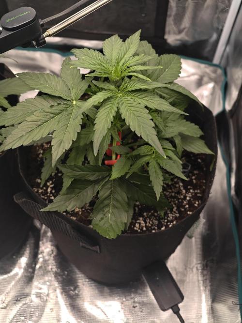 First Grow - Orion F1 Hybrid Auto x2. Week 3 - #1R