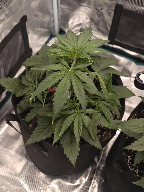 First Grow - Orion F1 Hybrid Auto x2. Week 3 - #2L