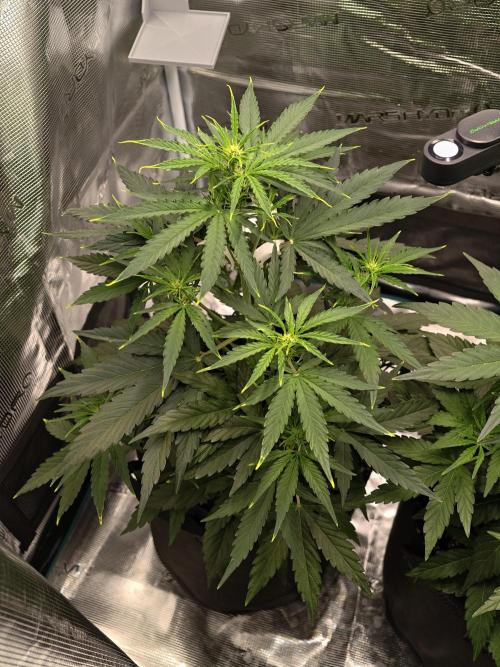 First Grow - Orion F1 Hybrid Auto x2. Week 4 - #2L