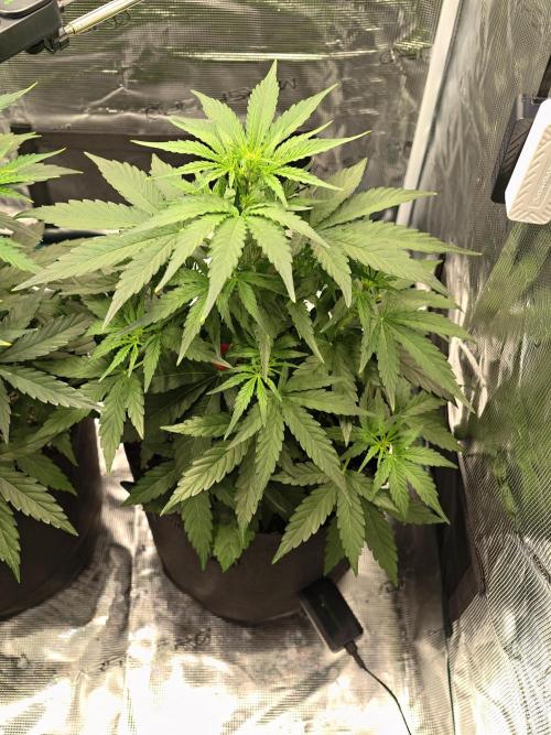 First Grow - Orion F1 Hybrid Auto x2. Week 4 - #1R
