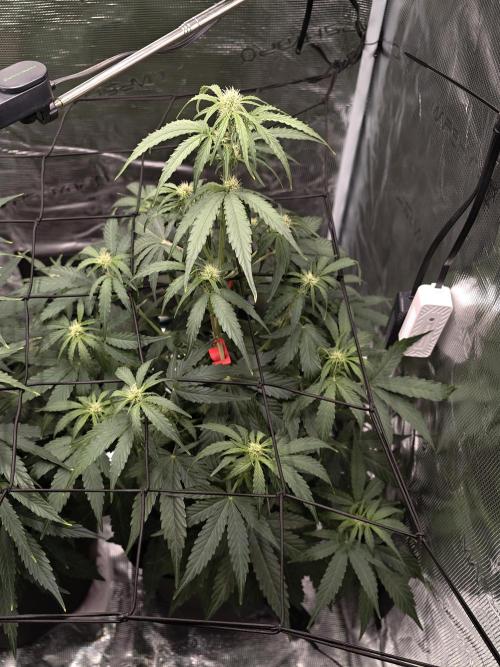 First Grow - Orion F1 Hybrid Auto x2. Week 5 - #1R