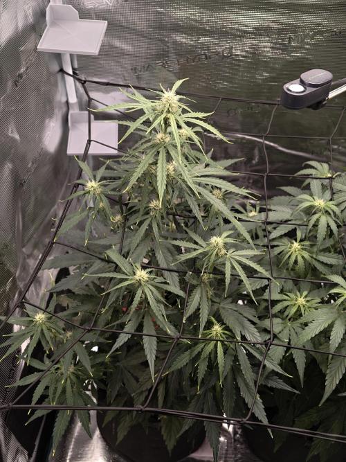 First Grow - Orion F1 Hybrid Auto x2. Week 5 - #2L