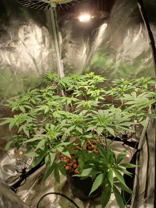 pc fan. Week 1