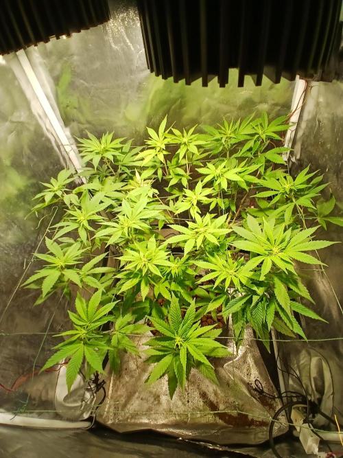 Fruity. Week 2