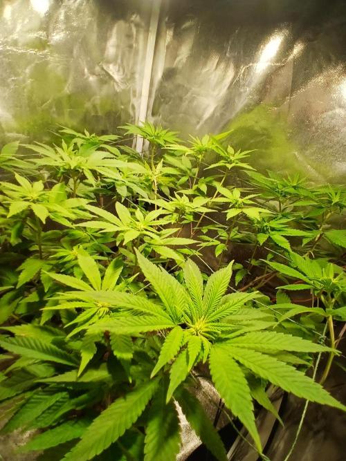 Fruity. Week 2