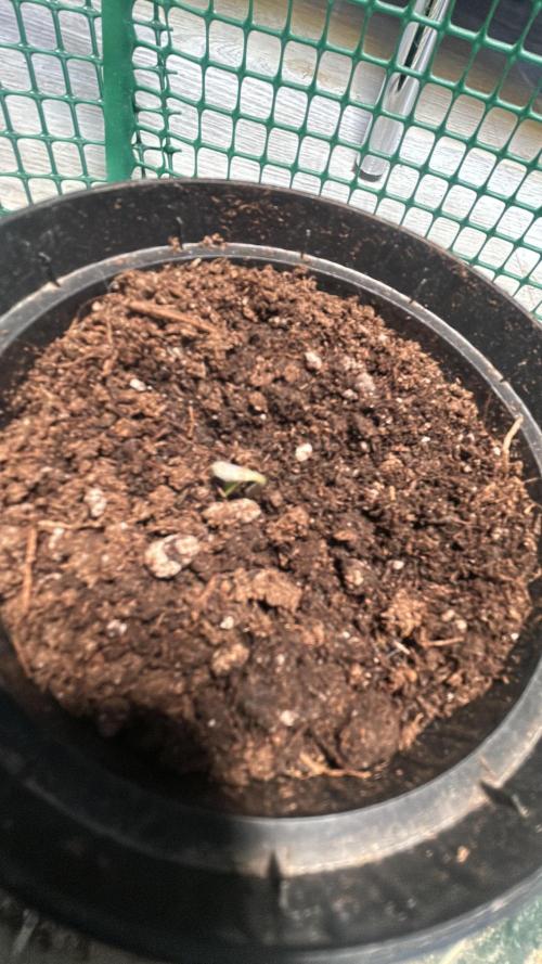 Original Jack Herrer. Week 0