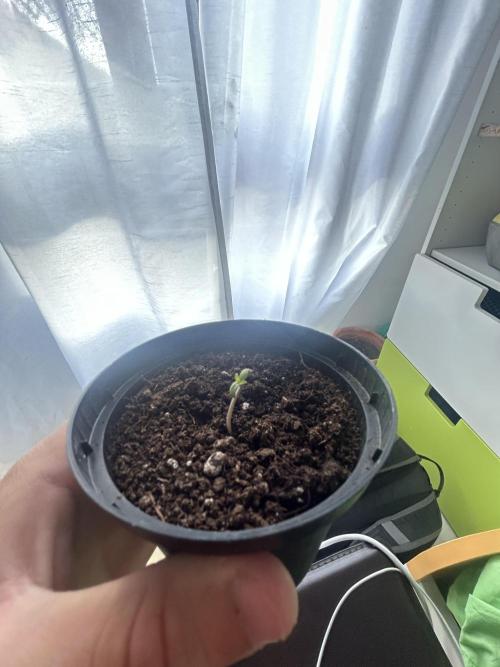 Sansi . Week 0