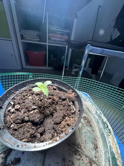 Sansi . Week 1