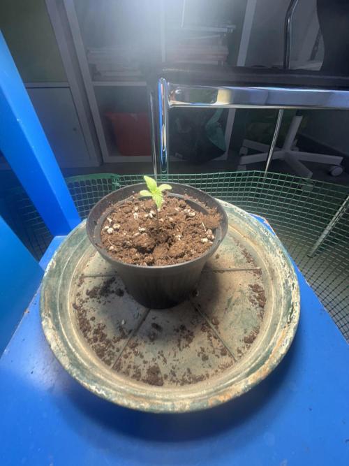 Sansi . Week 1