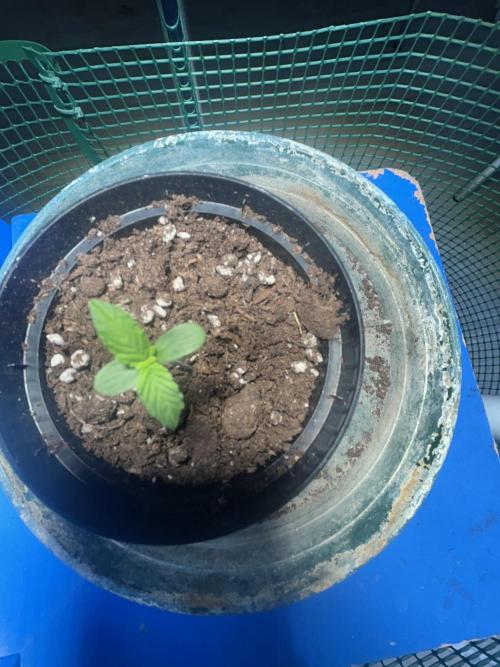 Original Jack Herrer. Week 0