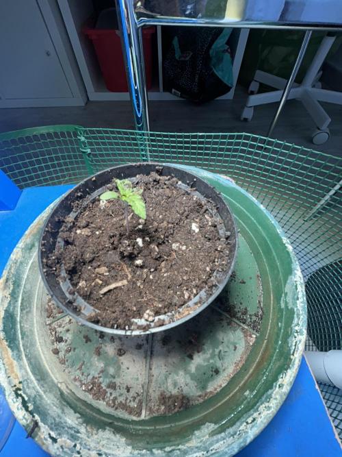 Original Jack Herrer. Week 0