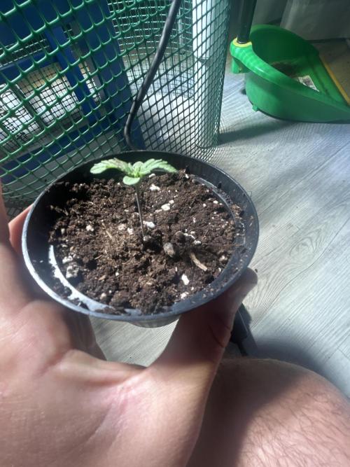 Sansi . Week 1