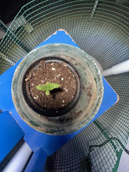 Original Jack Herrer. Week 1