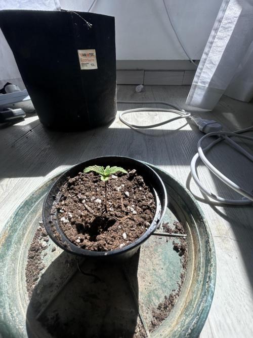 Original Jack Herrer. Week 1