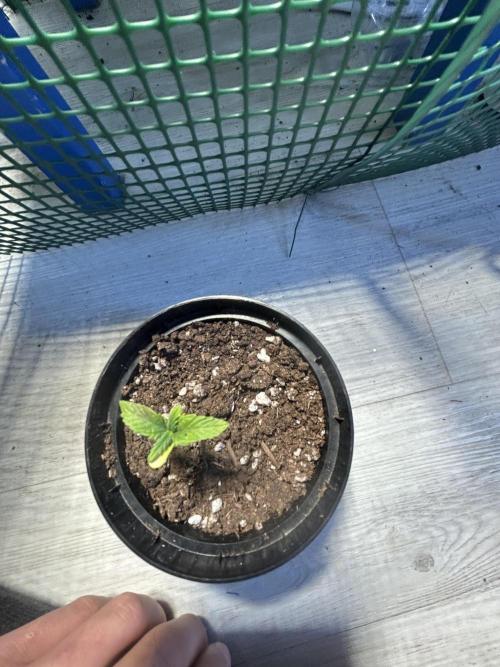 Original Jack Herrer. Week 1