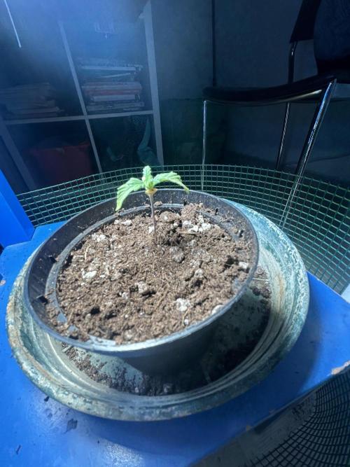 Original Jack Herrer. Week 1