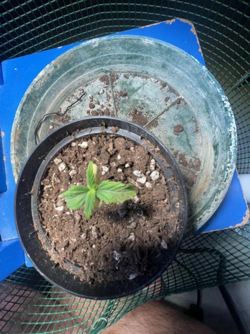 Original Jack Herrer. Week 1