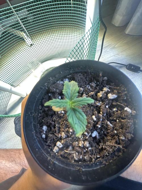 Original Jack Herrer. Week 1