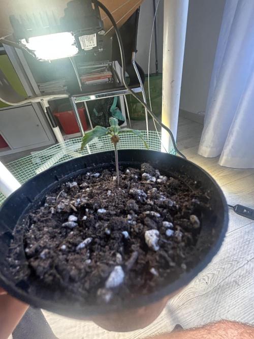 Original Jack Herrer. Week 1
