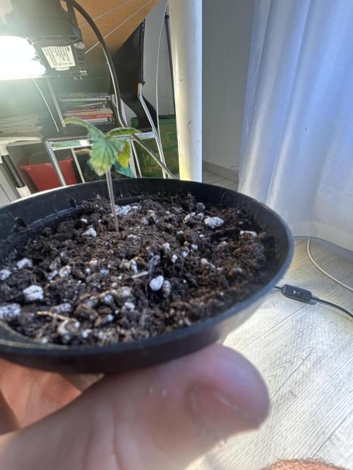 Sansi . Week 1