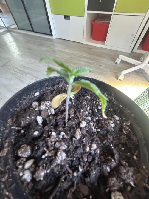 Original Jack Herrer. Week 1