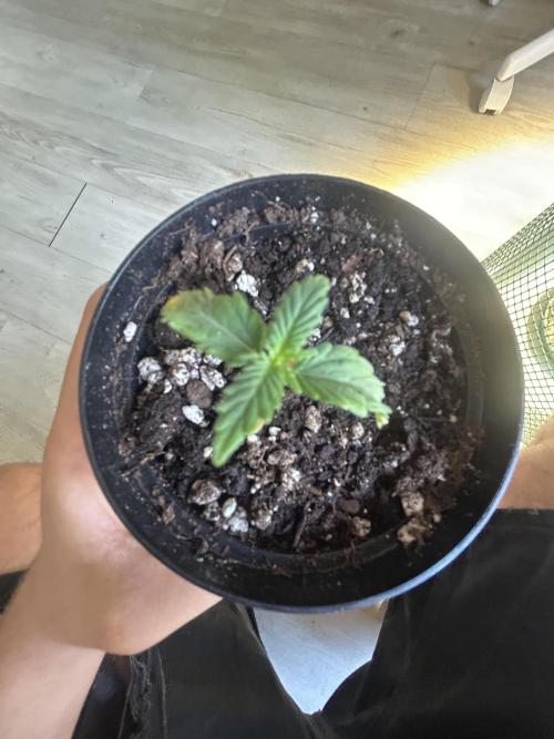 Sansi . Week 1