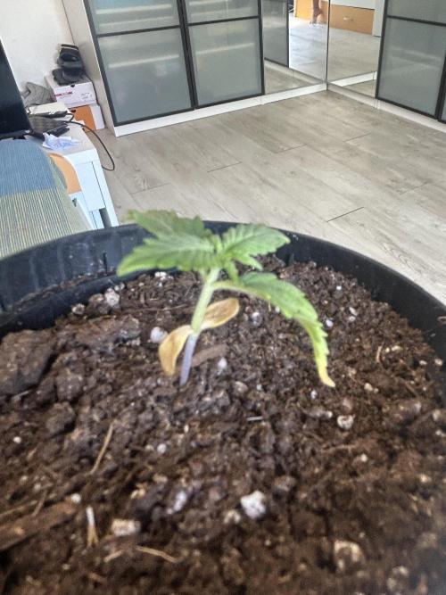 Original Jack Herrer. Week 2