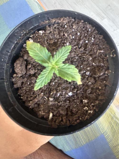 Sansi . Week 2