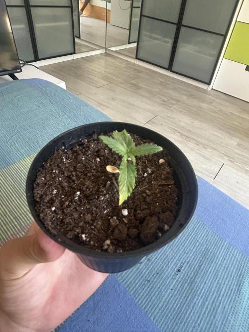 Original Jack Herrer. Week 2