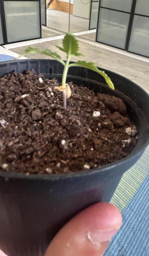 Original Jack Herrer. Week 2