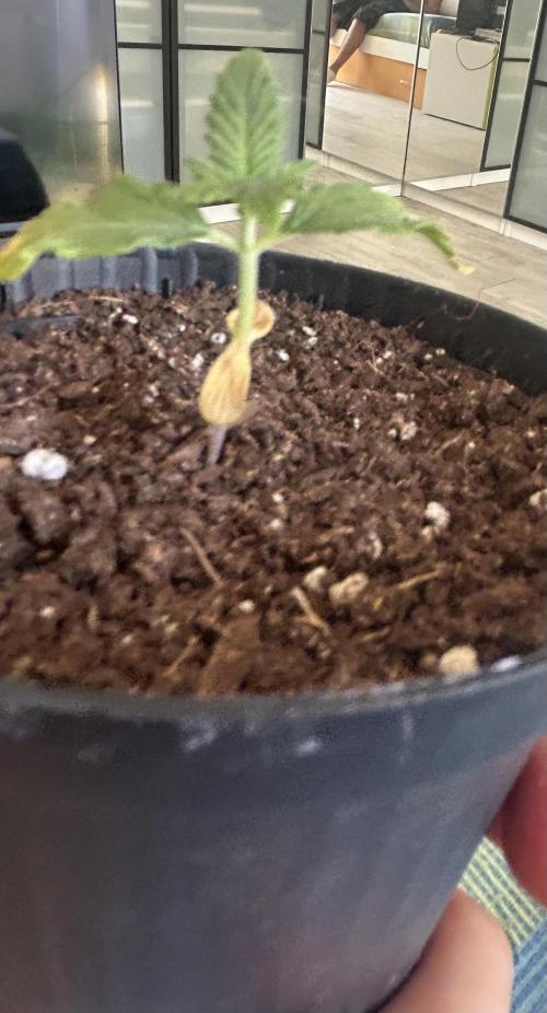 Sansi . Week 2