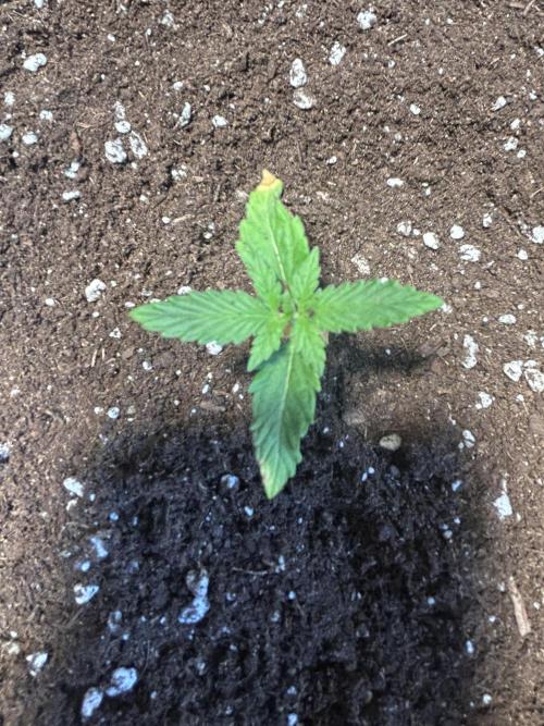 Original Jack Herrer. Week 2