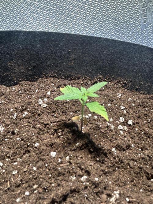 Original Jack Herrer. Week 2