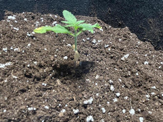Original Jack Herrer. Week 2