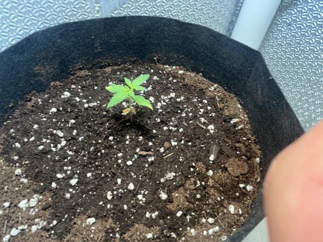 Original Jack Herrer. Week 2