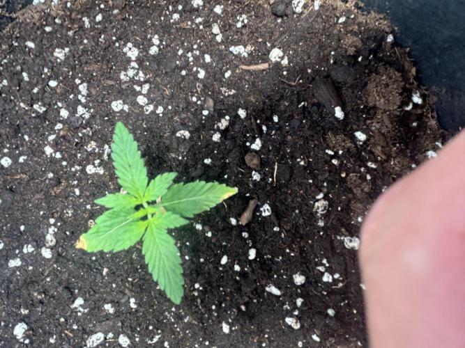 Original Jack Herrer. Week 2