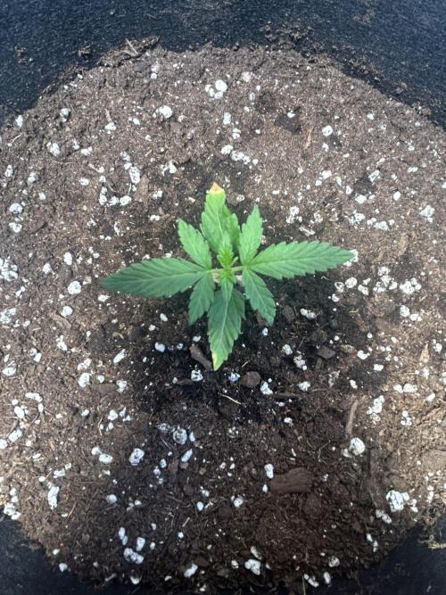 Original Jack Herrer. Week 2