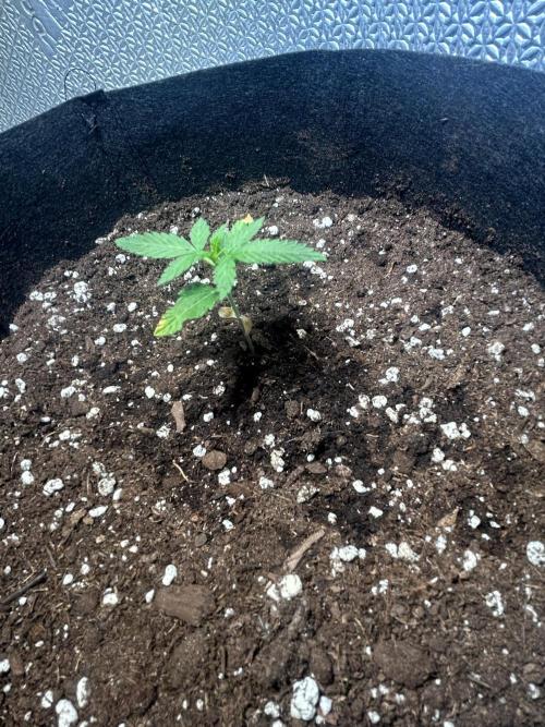 Original Jack Herrer. Week 2