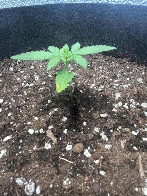 Sansi . Week 2