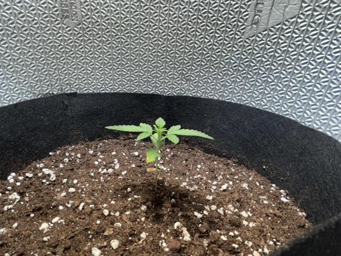 Original Jack Herrer. Week 2