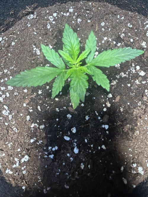 Original Jack Herrer. Week 2